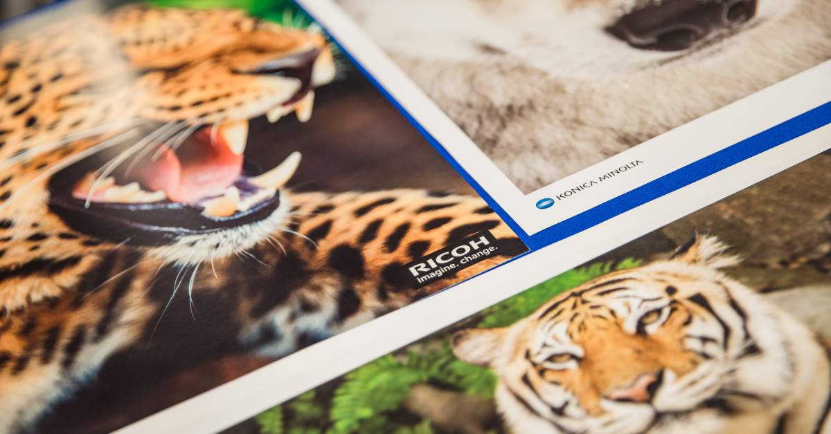 Ricoh_blog_feature_photo_with_tiger_and_leopard